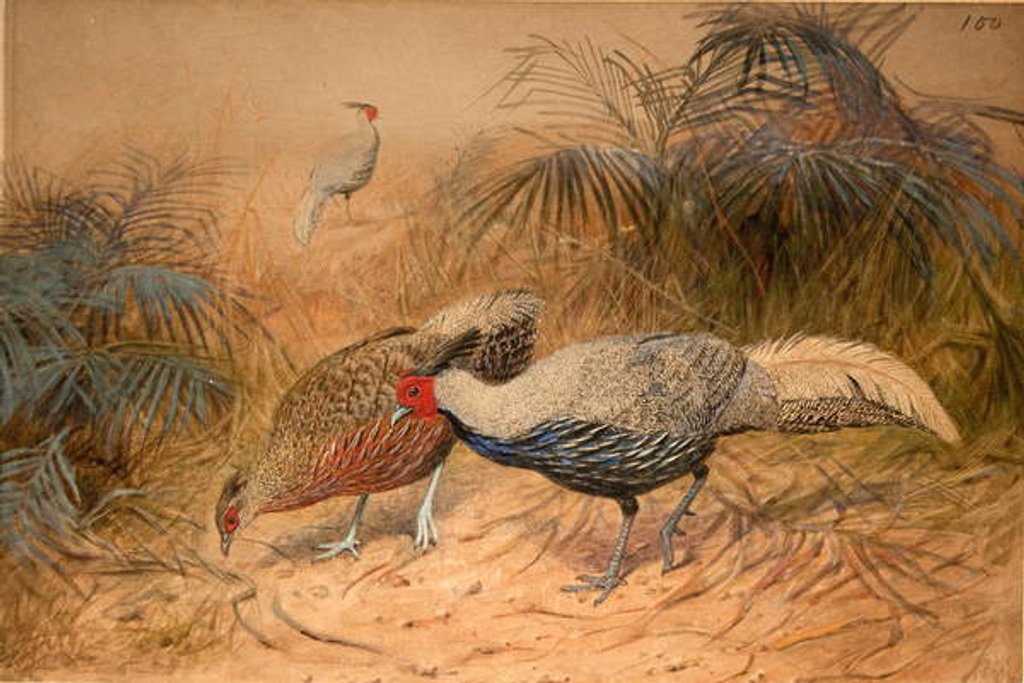 Detail of Lineated Kaleege, c.1851-76 by Joseph Wolf