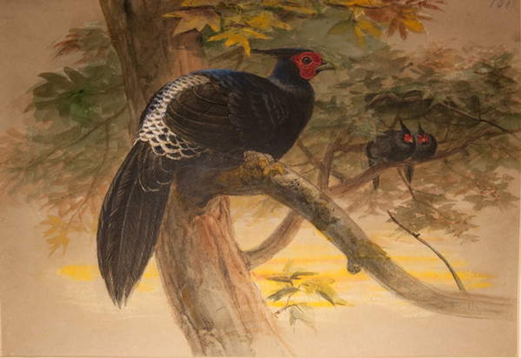 Detail of Purple Kaleege, c.1851-76 by Joseph Wolf