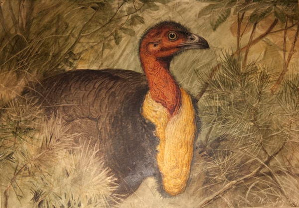 Detail of Brush Turkey, c.1851-76 by Joseph Wolf