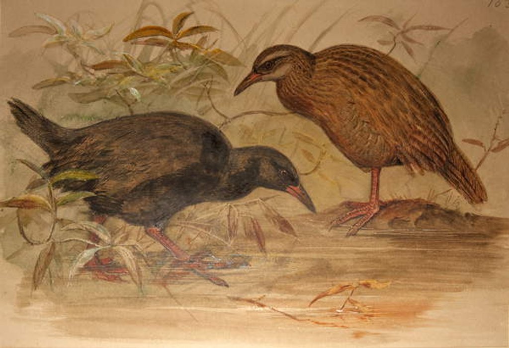 Detail of Weka Rail, c.1851-76 by Joseph Wolf