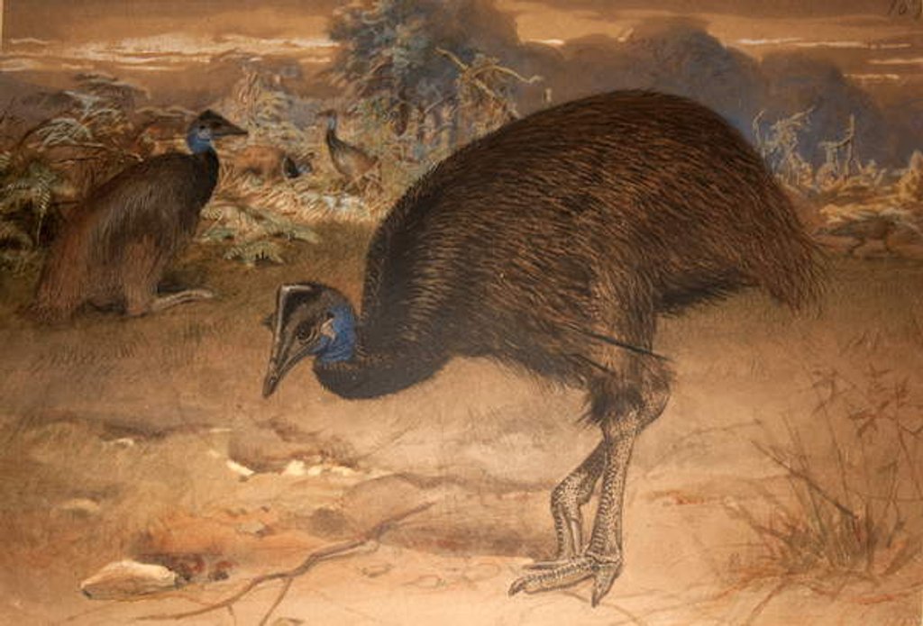 Detail of Bennett's Cassowary, c.1851-76 by Joseph Wolf