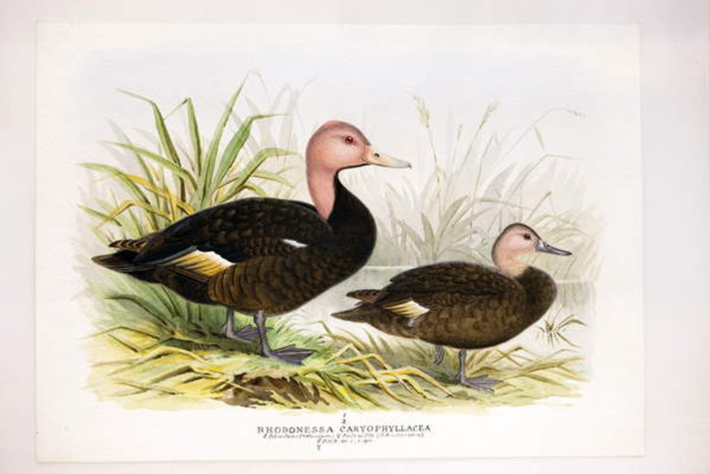 Detail of Pink-headed ducks, c.1896-1921 by Henry Jones