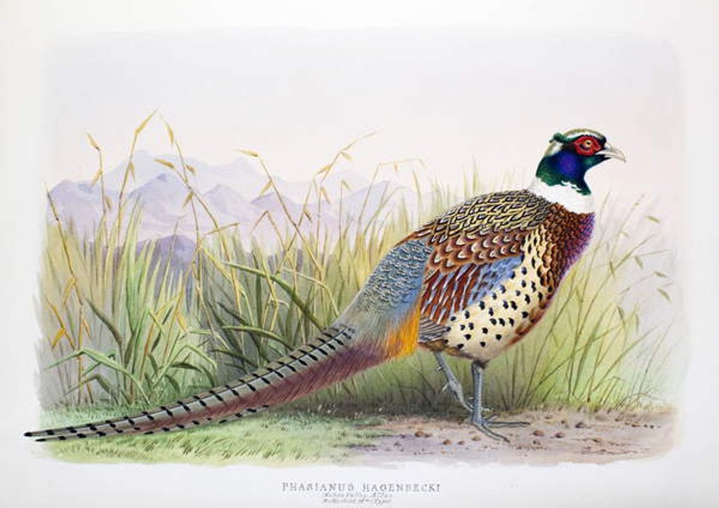 Detail of Phasianus hagenbecki, 1906-7 by Henry Jones