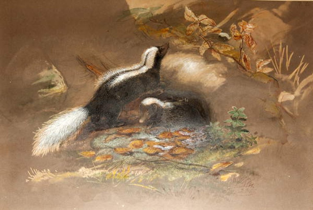 Detail of American Skunk by Joseph Wolf
