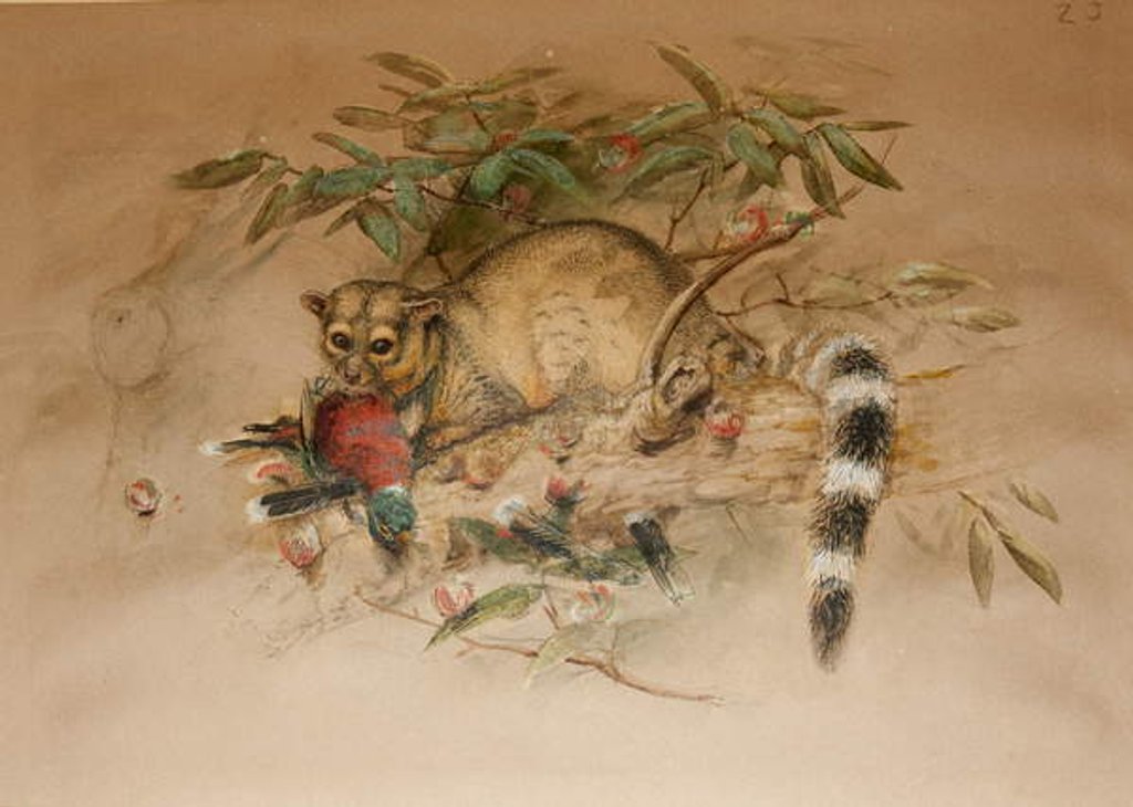 Detail of The Bassaris - Bassaris astuta by Joseph Wolf