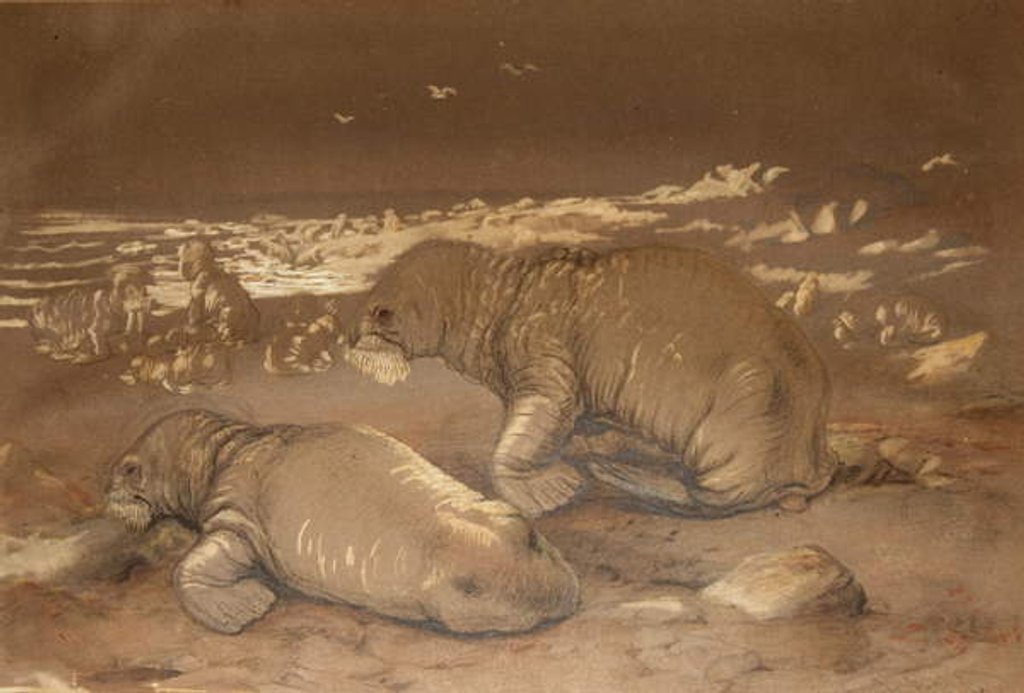 Detail of Walrus - Tricherchus rosmarus by Joseph Wolf