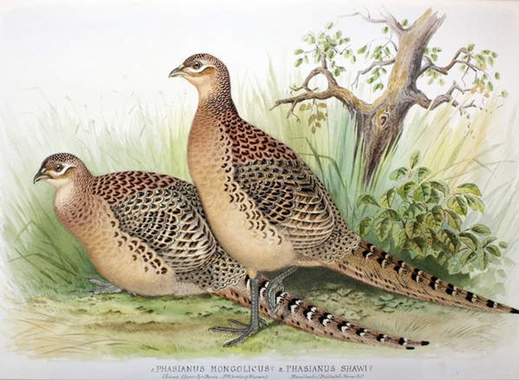 Detail of Phasianus mongolicus and Phasianus shawi, 1906-7 by Henry Jones