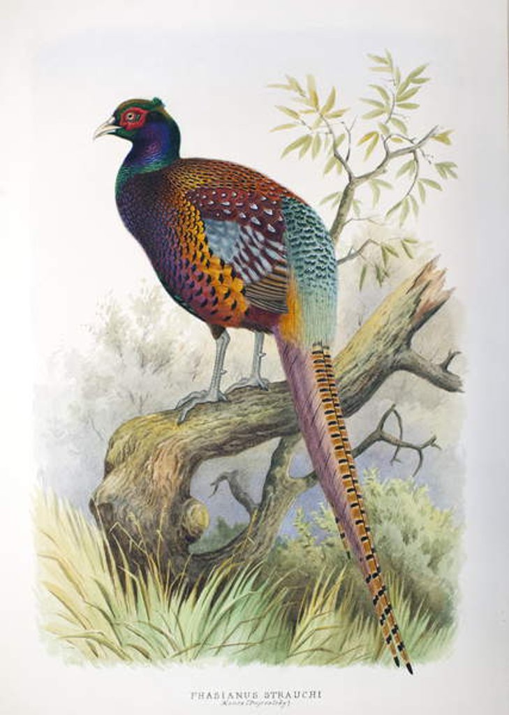 Detail of Phasianus strauchi, 1906-7 by Henry Jones