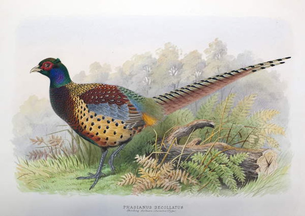 Detail of Phasianus Decollatus, 1906-7 by Henry Jones