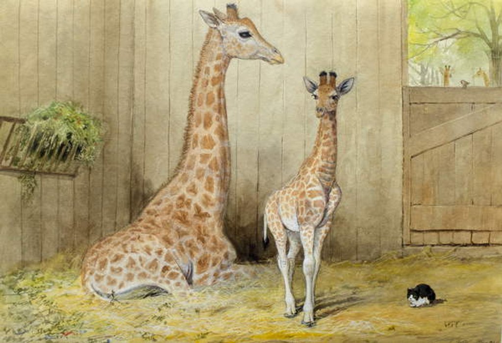 Detail of Giraffe and Young, 1852 by Joseph Wolf