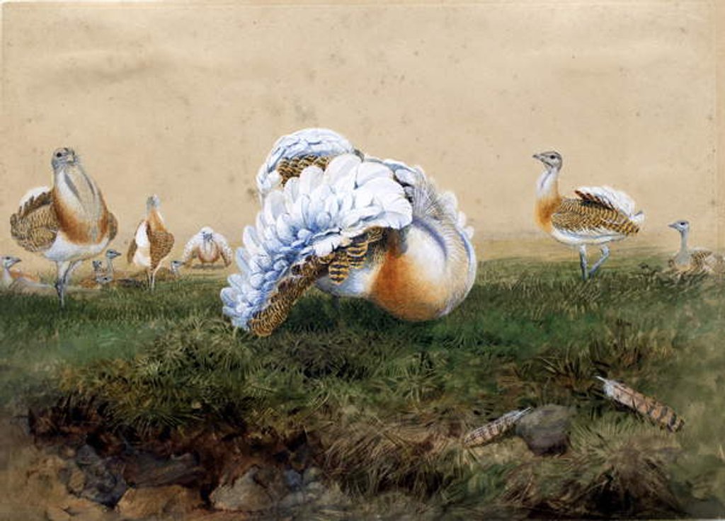 Detail of Great Bustards by Joseph Wolf