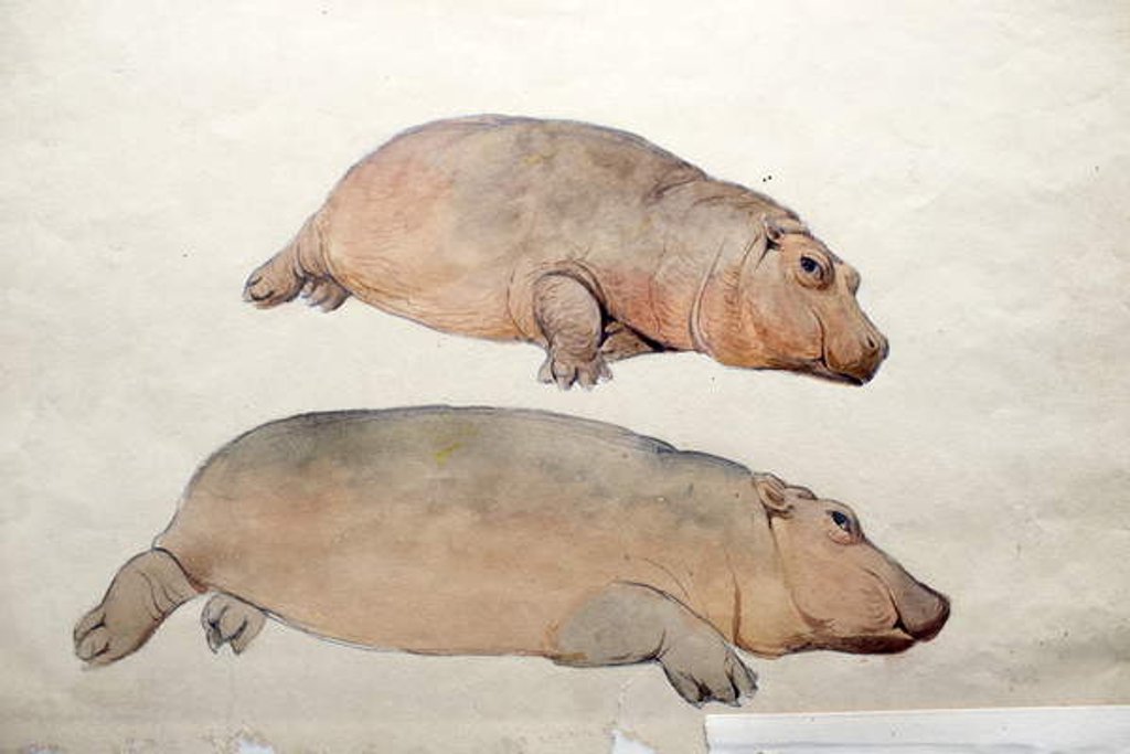 Detail of Obaysch, c.1850 by Joseph Wolf