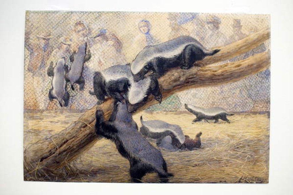 Detail of Ratels, 1864 by Joseph Wolf