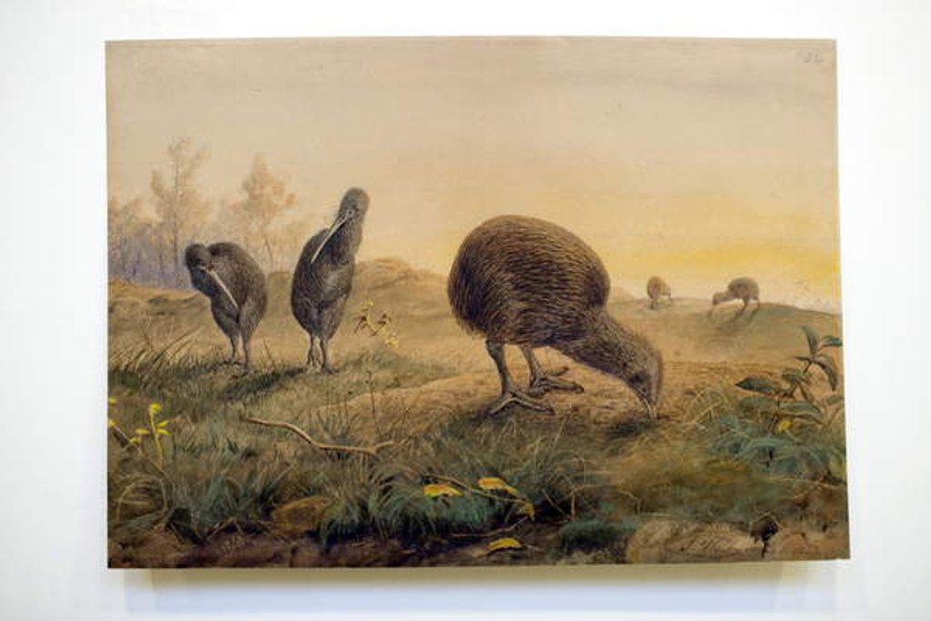 Detail of Kiwi Mantells, 1852 by Joseph Wolf