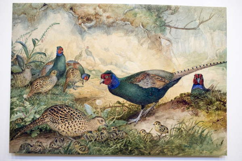Detail of Japanese Pheasants, 1865 by Joseph Wolf