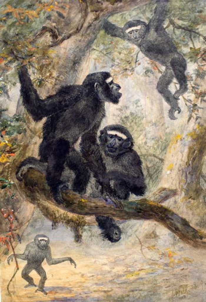 Detail of Hoolocks Gibbon, 1869 by Joseph Wolf