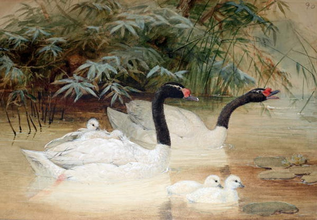 Detail of Black-necked swan, 1852-54 by Joseph Wolf