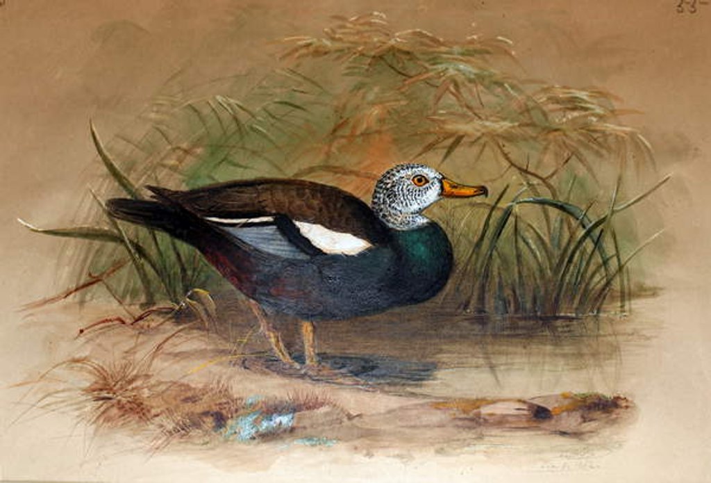 Detail of White-headed Sheldrake, 1852-54 by Joseph Wolf