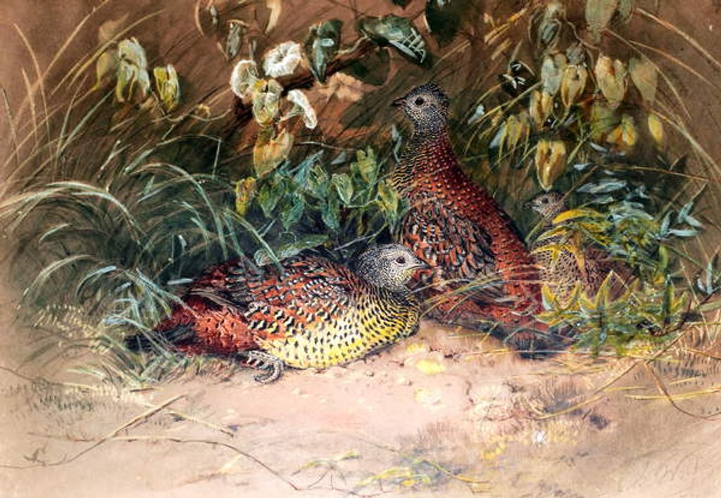 Detail of Hardwicke's Spur-fowl, 1852-54 by Joseph Wolf