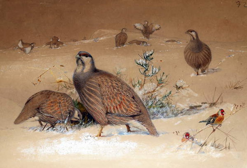 Detail of Caspian Snow-partridge, 1852-54 by Joseph Wolf