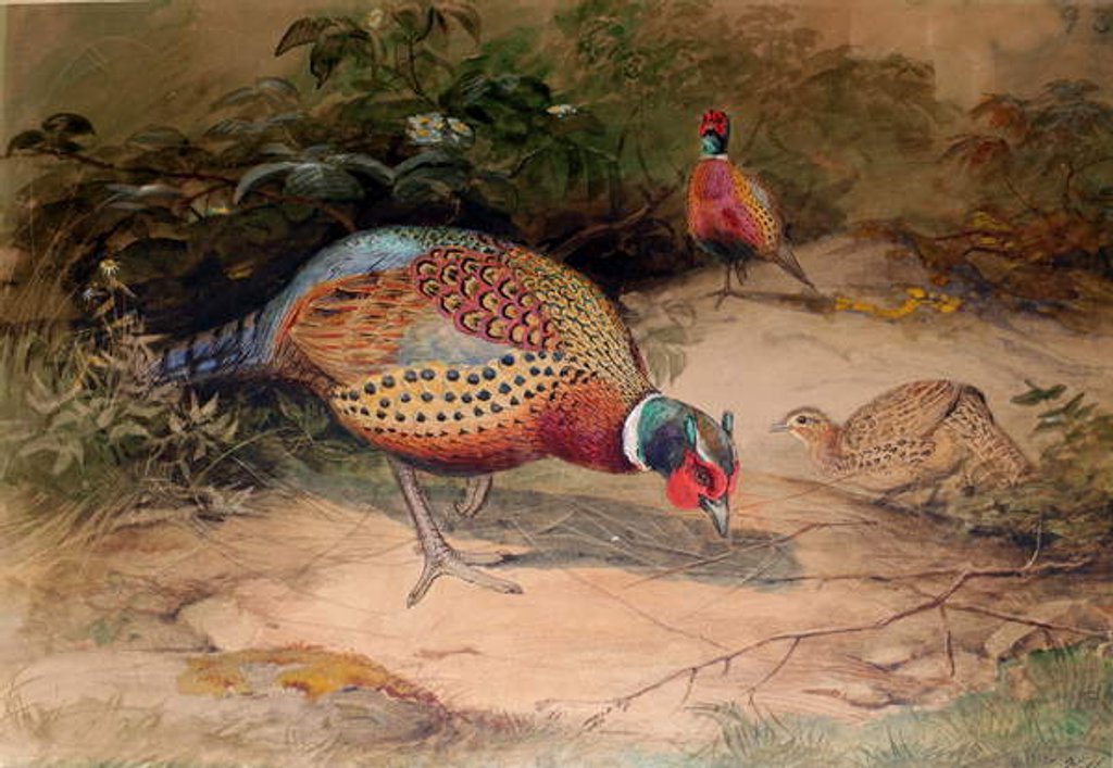 Detail of Ring-necked Pheasant, 1852-54 by Joseph Wolf