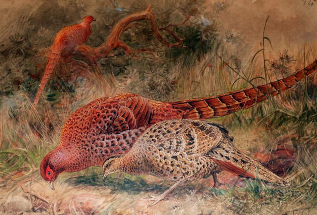 Detail of Soemmerring's Pheasant, 1852-54 by Joseph Wolf