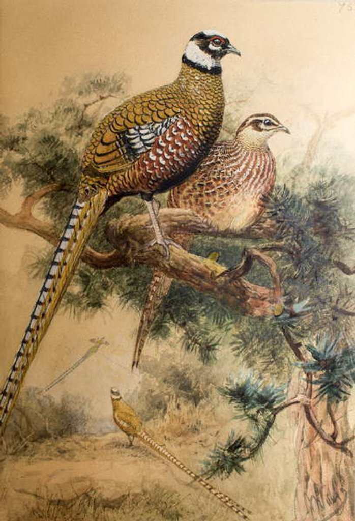 Detail of Bar-tailed Pheasant, 1852-54 by Joseph Wolf