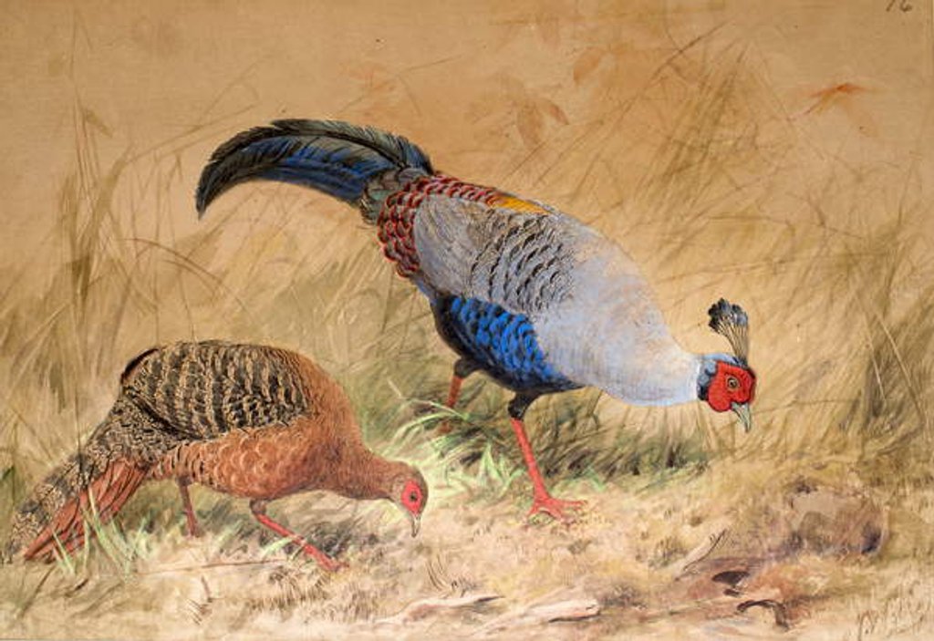 Detail of Siamese Pheasant, 1852-54 by Joseph Wolf