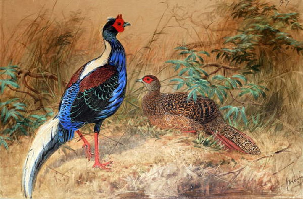 Detail of Swinhoe's Pheasant, 1852-54 by Joseph Wolf
