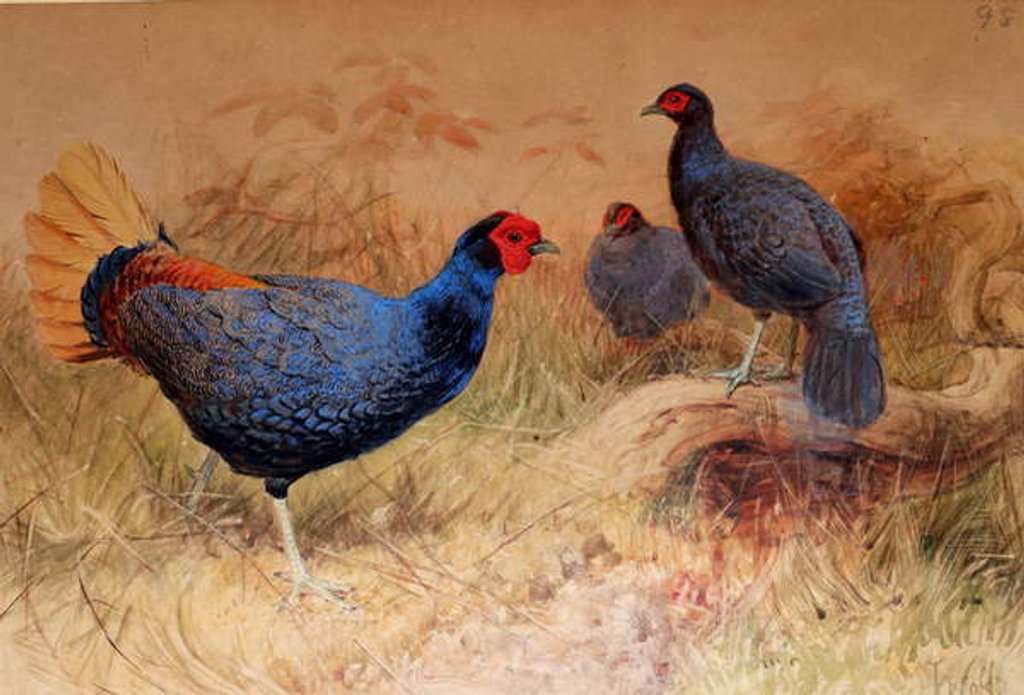 Detail of Rufous-tailed Pheasant, 1852-54 by Joseph Wolf