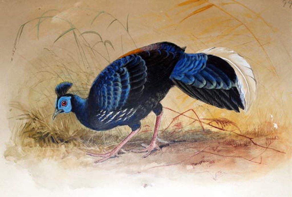 Detail of Vieillot's Fireback, 1852-54 by Joseph Wolf