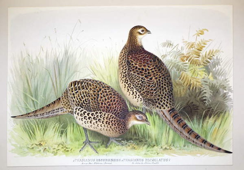 Detail of Phasianus ussuriensis and Phasianus delocllatus, 1906-7 by Henry Jones