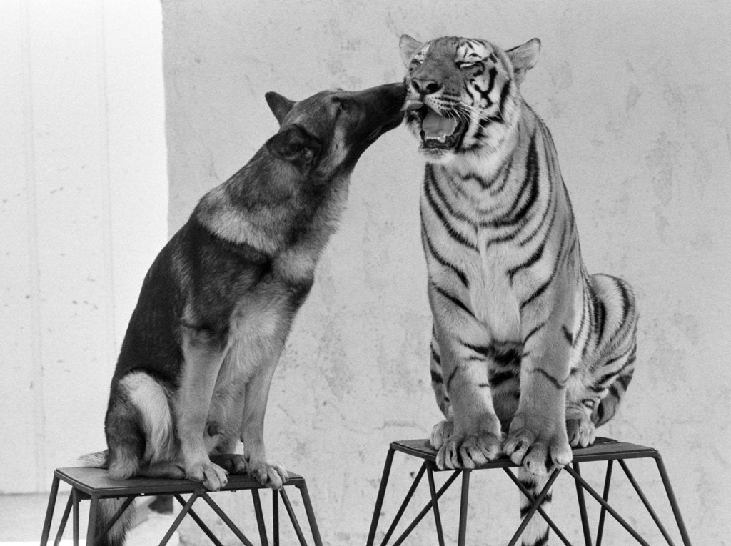 Detail of Friendship of Tiger and Dog by Kent Gavin