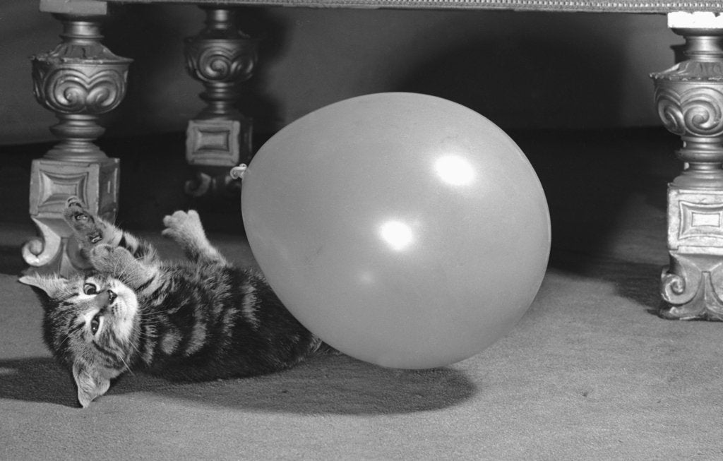 Detail of Surprised Kitten 1958 by Staff