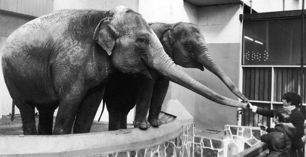 Detail of Children feeding the elephants by Staff