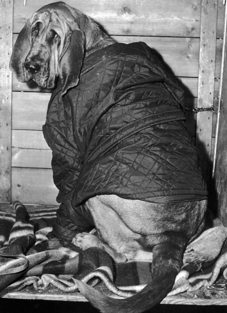 Detail of Bloodhound 1969 by Birmingham Post and Mail Archive