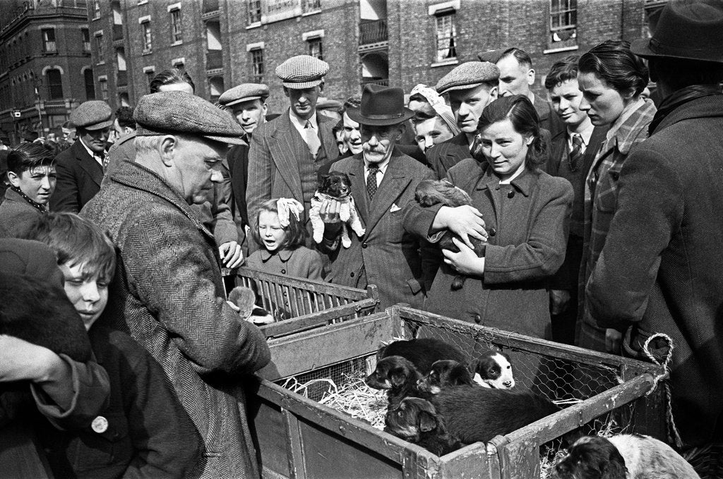 Detail of Bethnal Green Wast London Street Pet Market.  23rd May 1946 . by George Greenwell