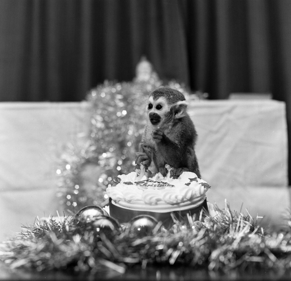 Detail of Pip the Squirrel Monkey by Sunday People