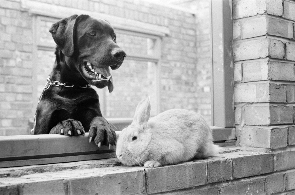 Detail of Rocky the Labrador & Ginger the Rabbit by Arthur Sidey