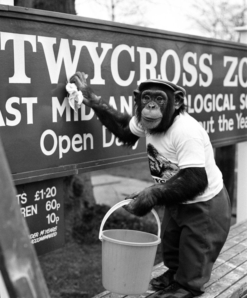 Detail of Twycross Zoo Chimpanzee cleaning. by Staff