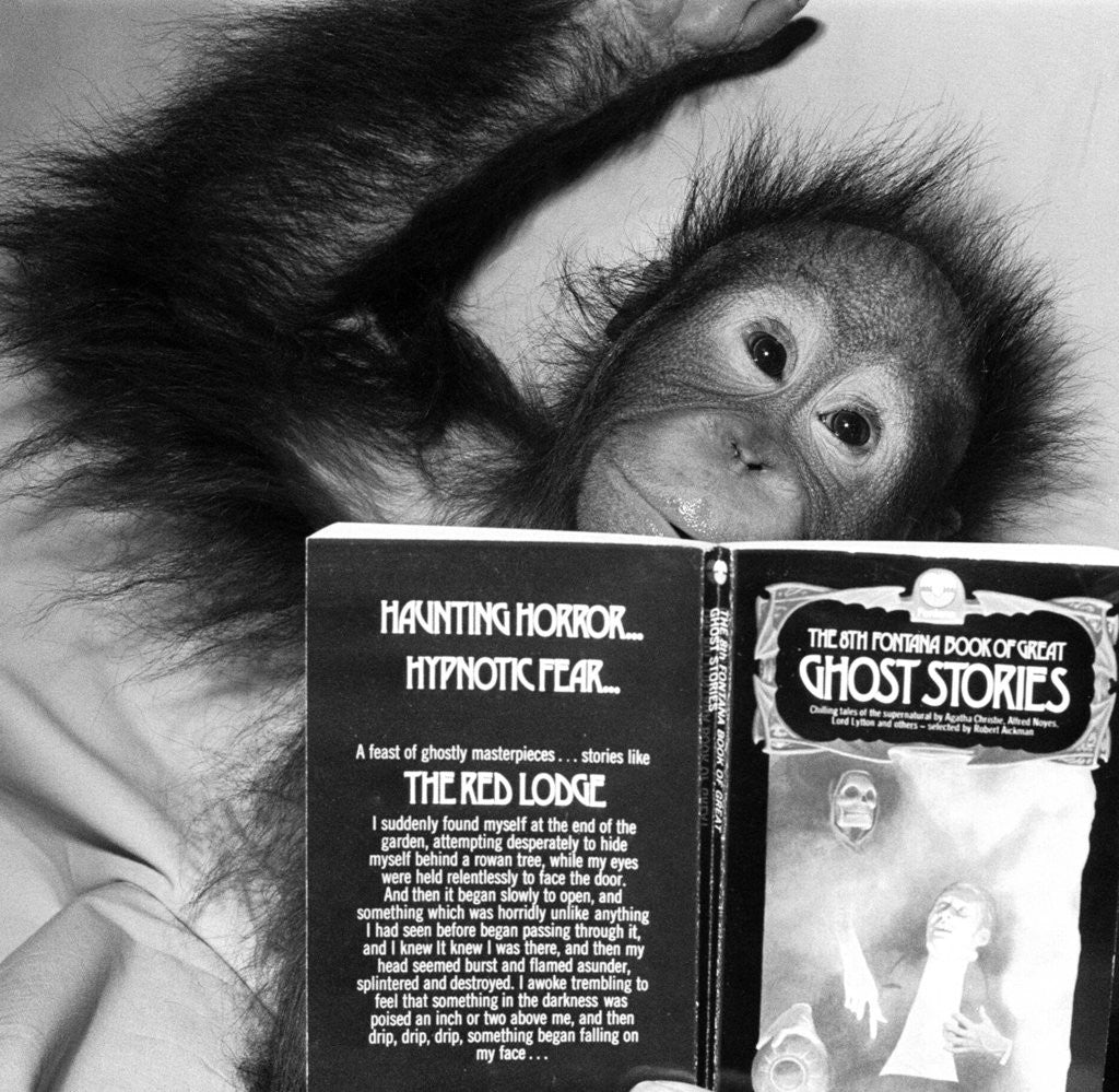 Detail of An Orangutan reading ghost stories. by Staff