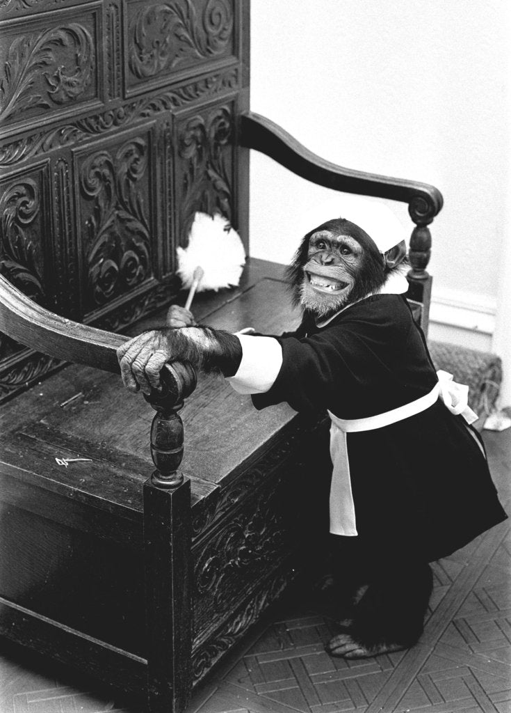 Detail of A Chimpanzee brushing up on the housework by Staff