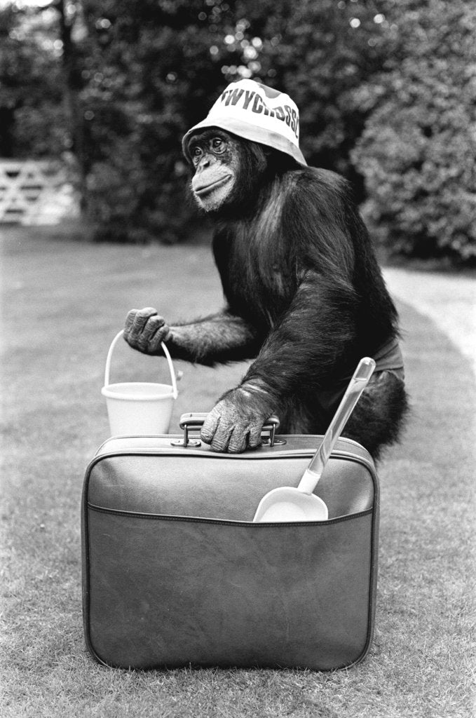 Detail of A Chimpanzee at Twycross Zoo ready for travelling. by Staff