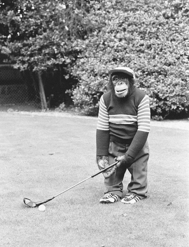 Detail of A Chimpanzee playing a round of golf. by Staff