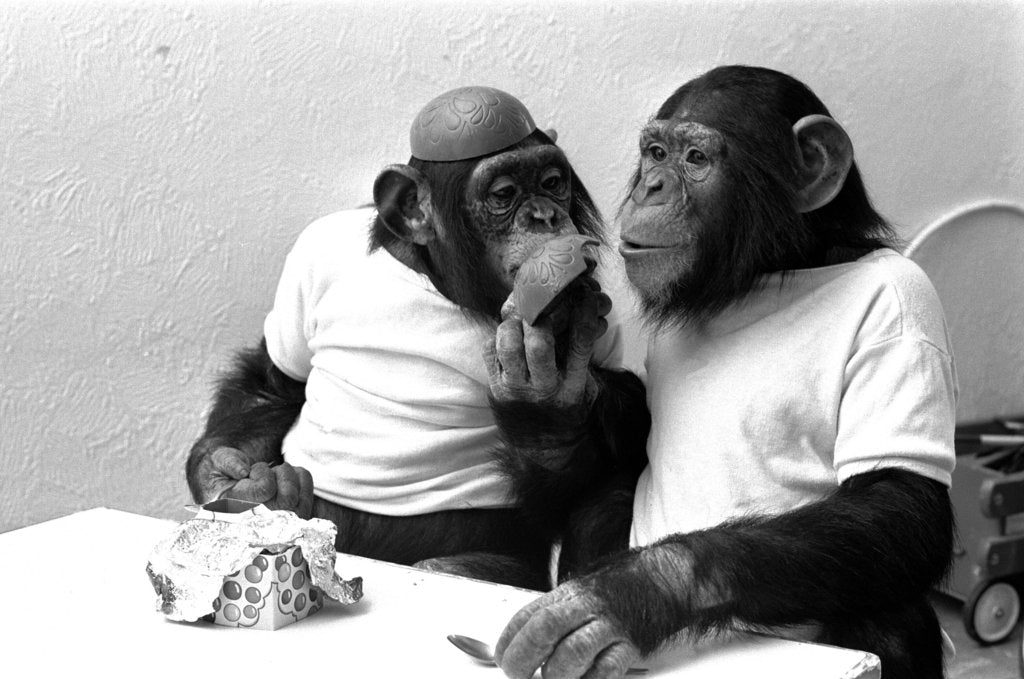 Detail of Two Chimpanzees celebrating Easter by Staff