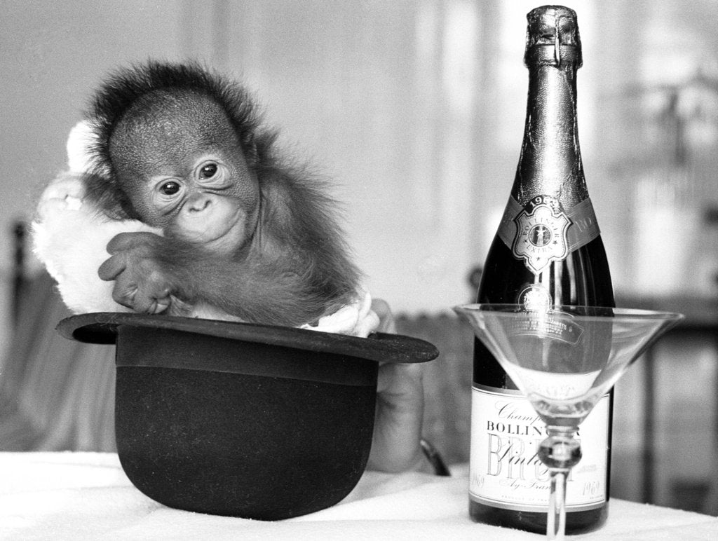 Detail of A baby Orangutan at Twycross Zoo. by Staff