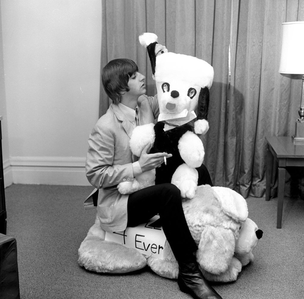 Detail of Ringo Starr with a gigantic stuffed toy animal, sent to him by his fans by Unknown