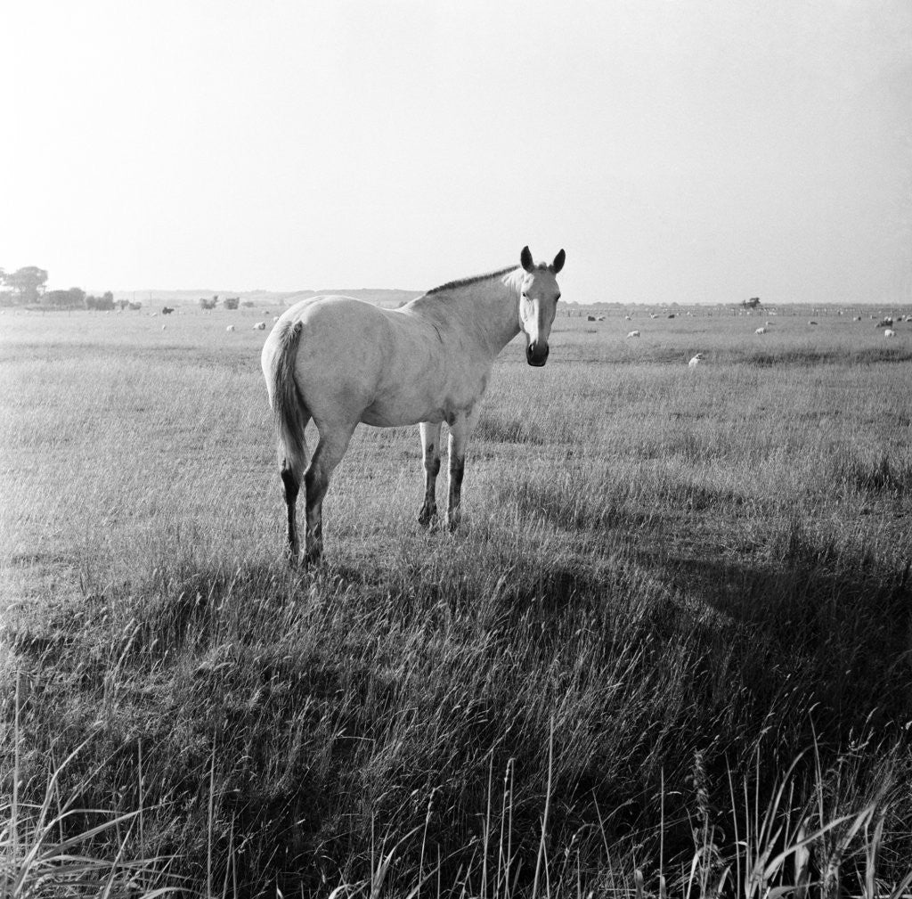 Detail of A white horse on Romney Marshes, Kent, 1954 by Bela Zola