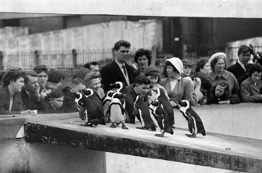 Detail of Penguins at London Zoo, 1959 by Tanner