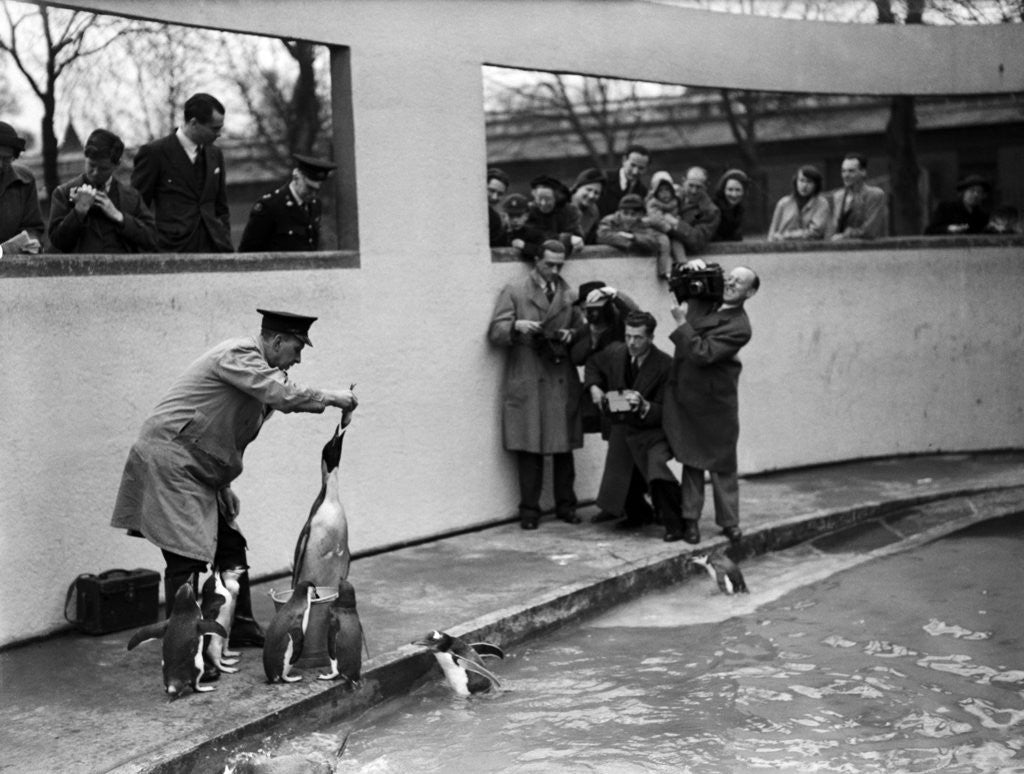 Detail of Emperor Penguin at London Zoo, 1950 by Staff